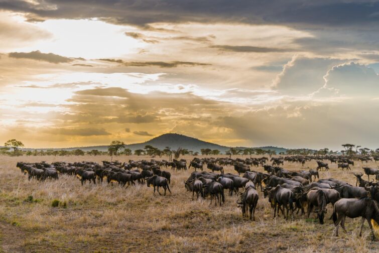 Parc national Serengeti Tanzanie