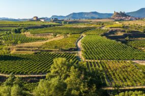 Vignoble, San Vicente de la Sonsierra en arrière-plan, La Rioja, Espagne