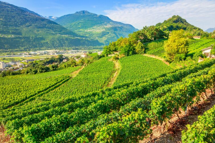 Vignoble Valais, Suisse