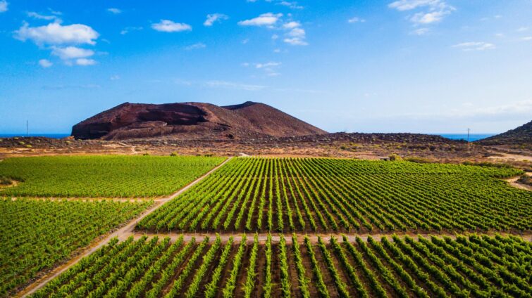 Vignobles à Tenerife