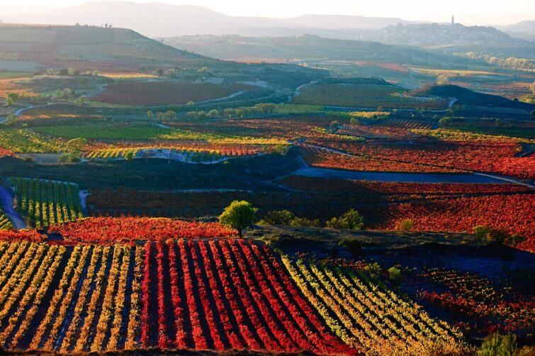 Vignobles de la Rioja en automne, Espagne