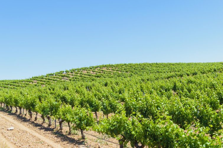 Vignobles vue sur Rueda par jour ensoleillé, Espagne