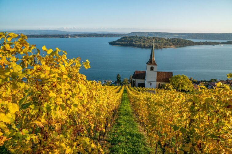 Vue sur le lac de Bienne depuis les vignobles de Gléresse, Suisse