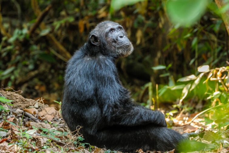 chimpanzé Monts Mahale