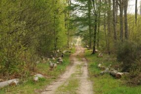 forêt autour de paris