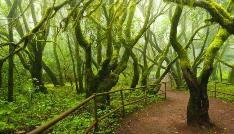 forêts enchantées de Garajonay, La Gomera