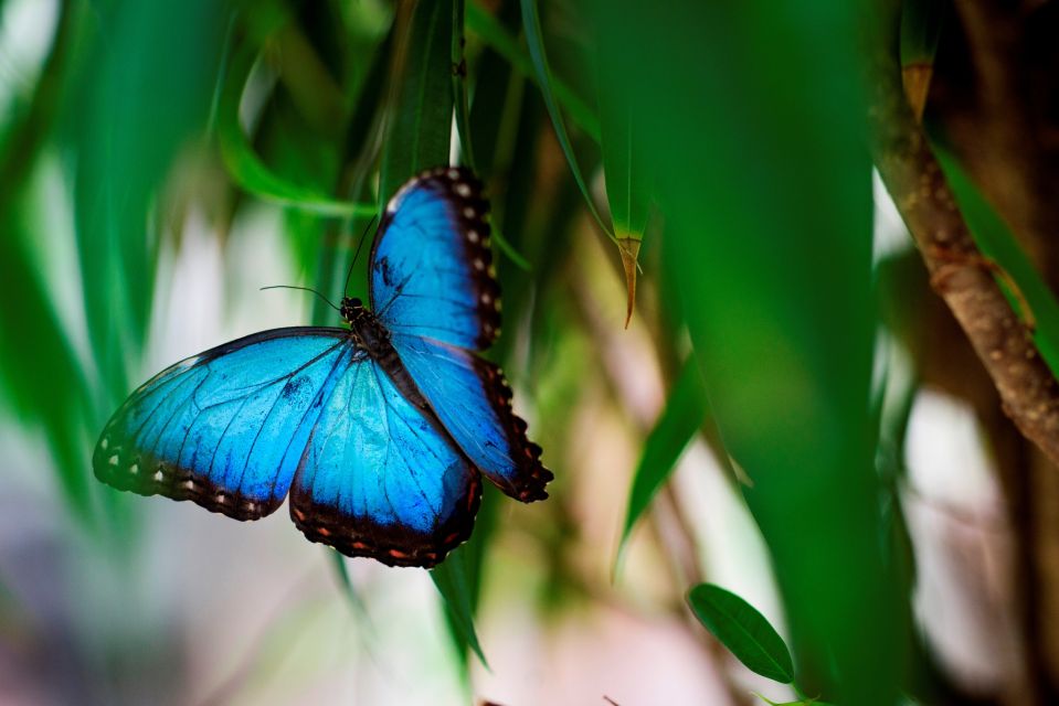 Papilonia : la maison des papillons