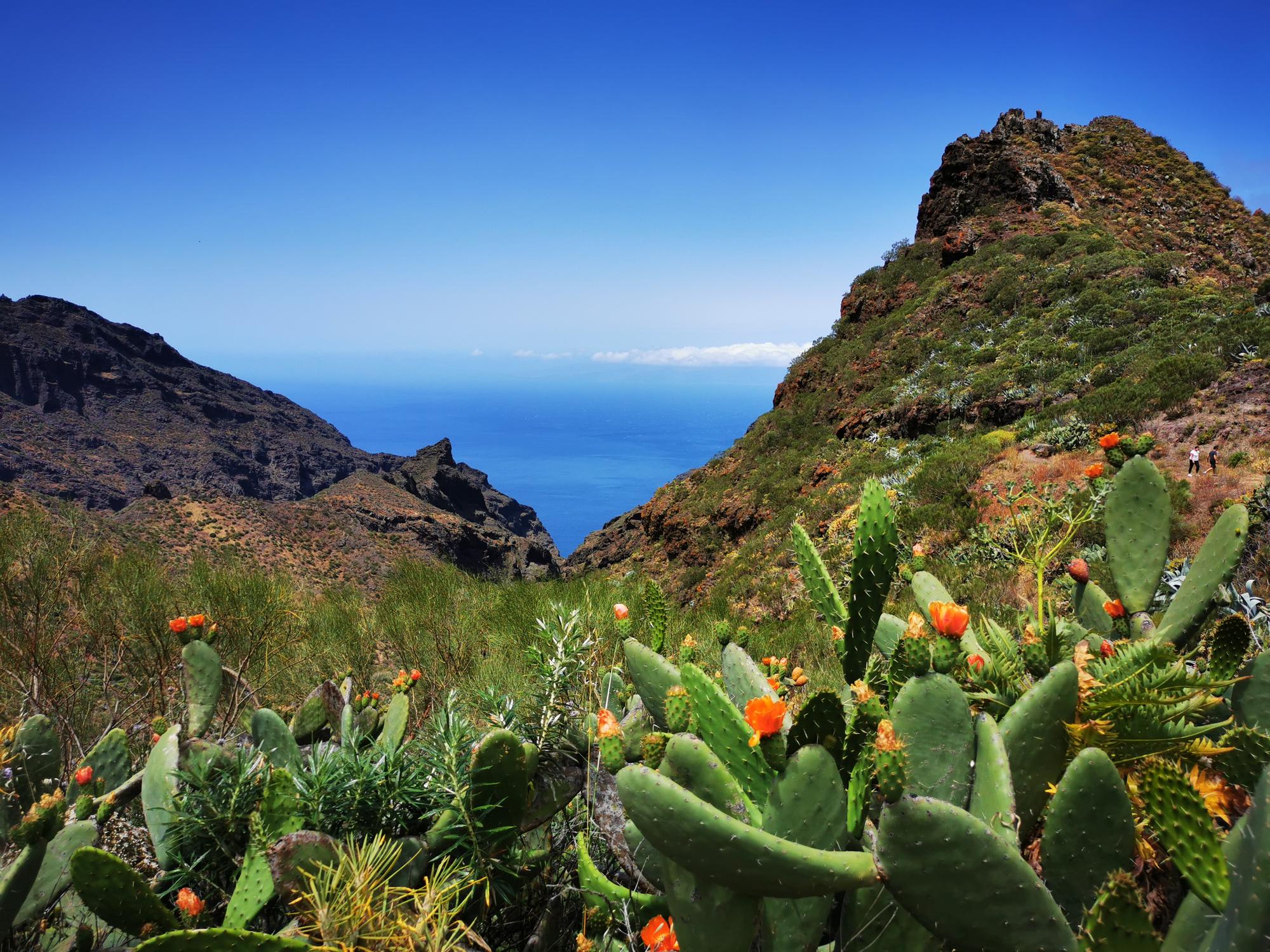 parc rural du Teno à Tenerife