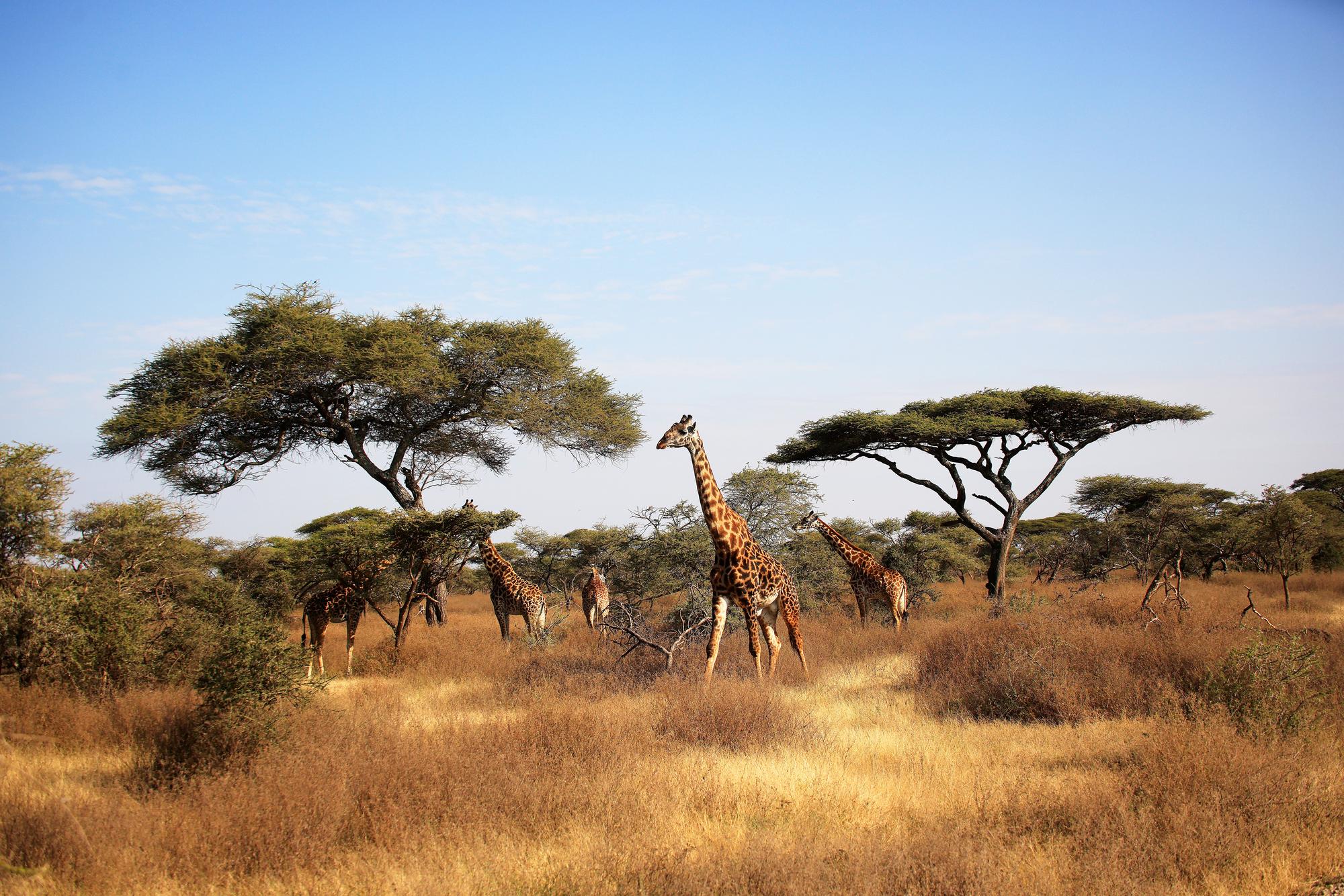 Vavada tragamonedas de Serengeti Kings