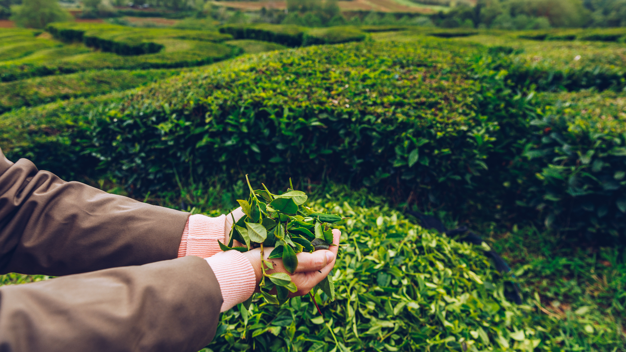plantation de thé à Porto Formoso Açores