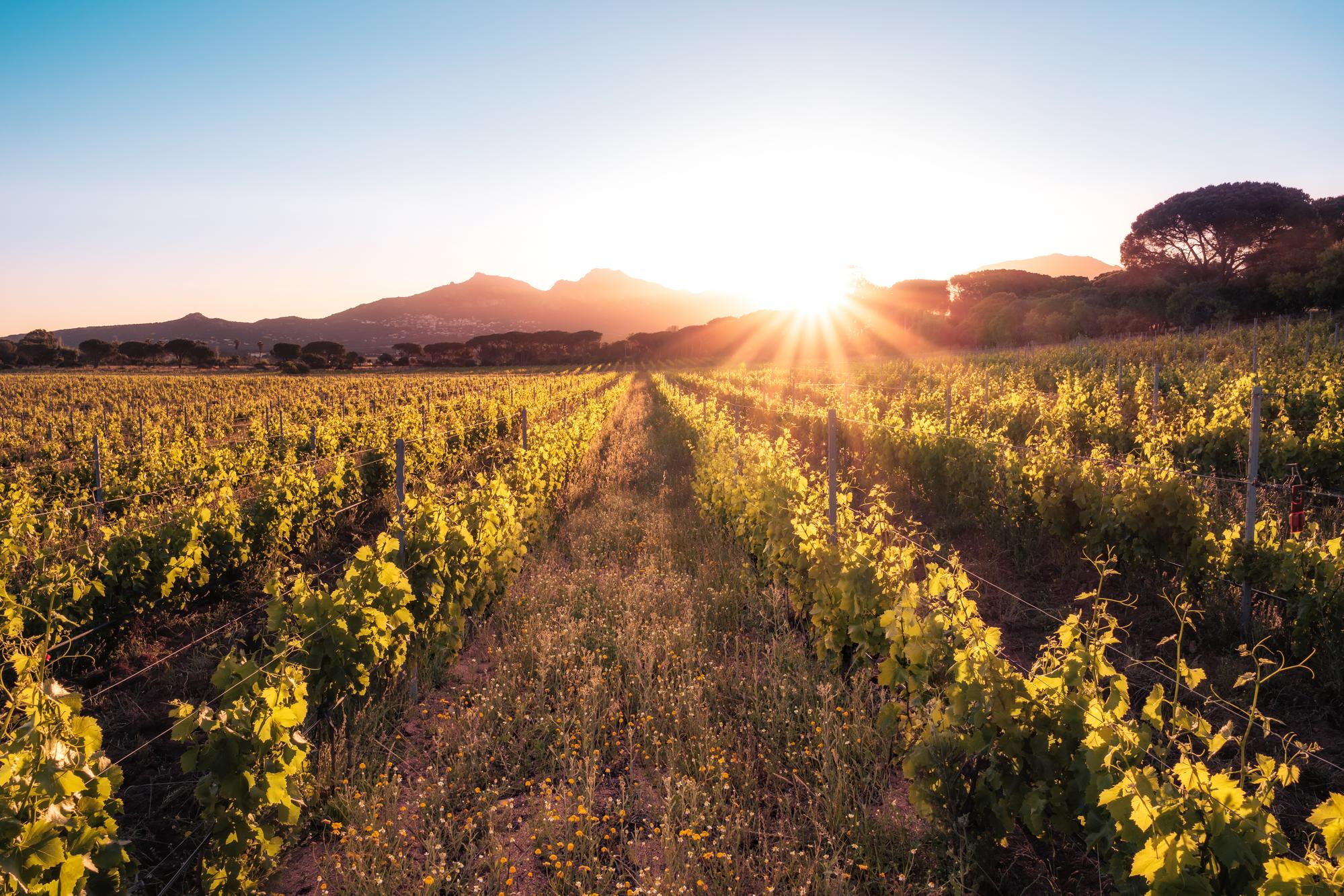 soleil couchant sur les vignobles