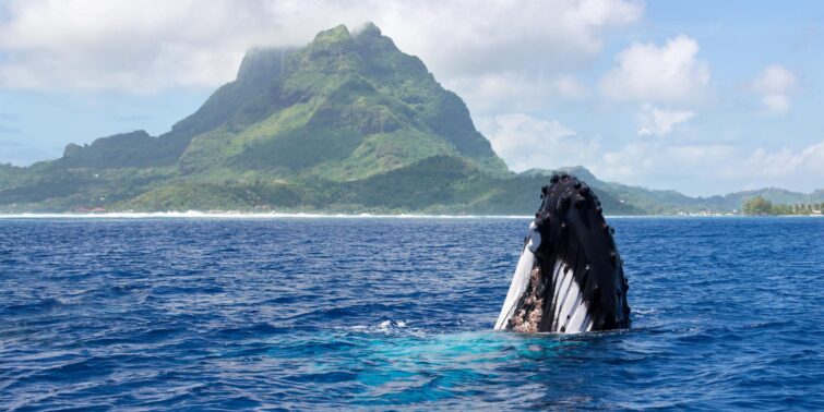 Baleine à bosse, Bora Bora, Polynésie Française