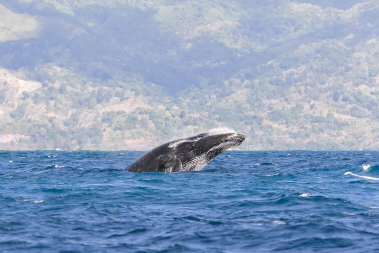 Baleine au large de Tahiti, Polynésie Française