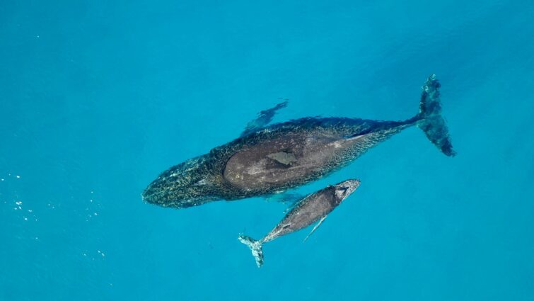 Baleine et son baleineau, lagon de Moorea, Polynésie Française