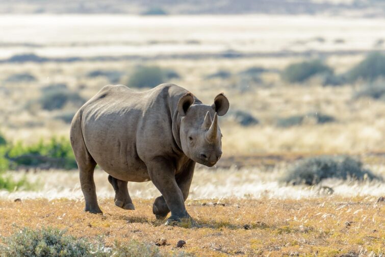 Chercher les rhinocéros noirs à Grootberg, Namibie