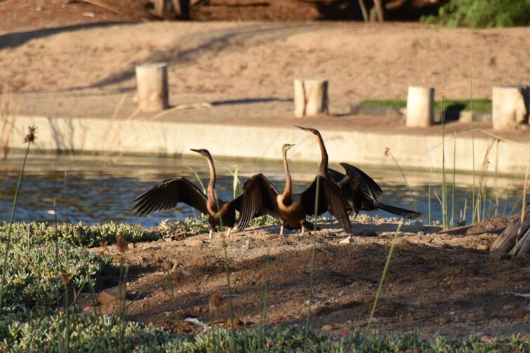 Des oiseaux à l'oasis de Goanikontes en Namibie