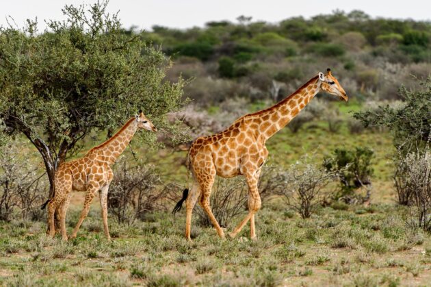 Girafes dans la Erindi Private Game Reserve