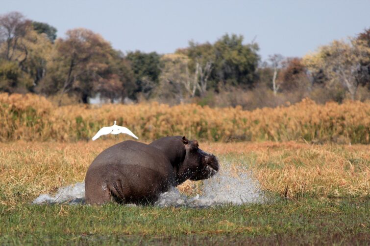 Hippopotame dans la Mahango Game Reserve