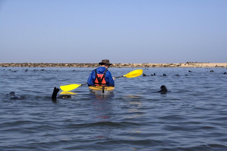 Kayak de mer à Pelican Point