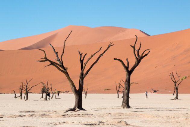 La dune Big Daddy et des arbres morts en Namibie