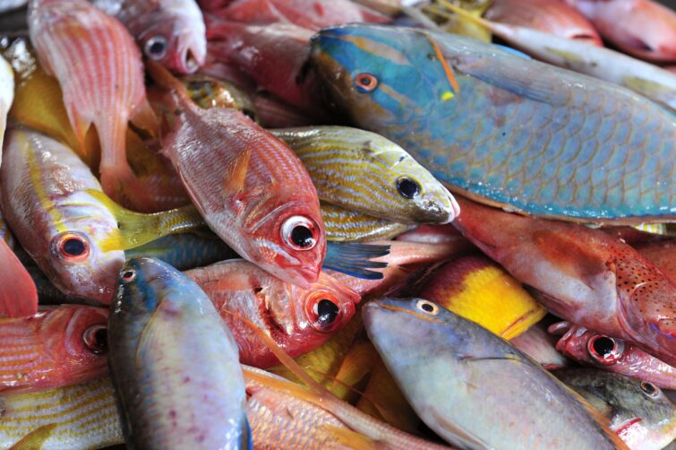 Le marché aux poissons de Fort-de-France en Martinique