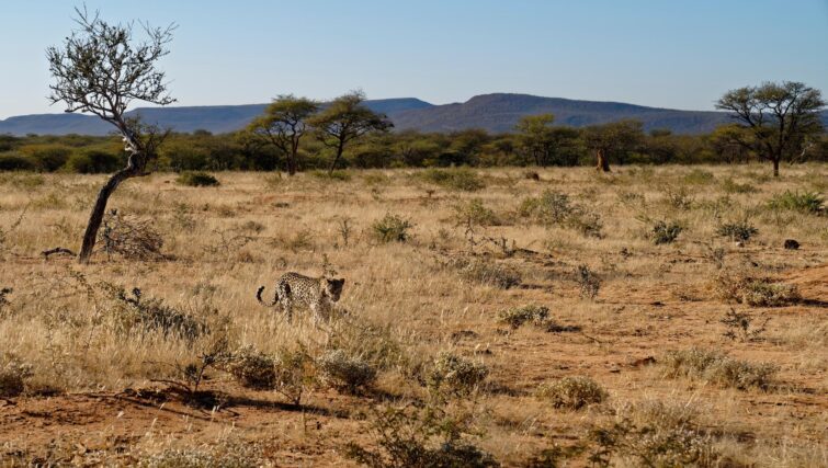 Léopard et acacias dans la Okonjima Nature Reserve
