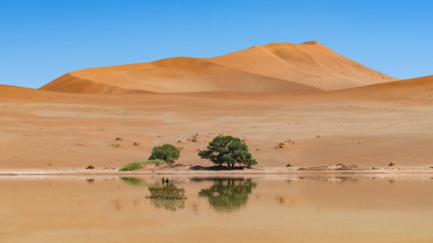 Les oasis du désert de Namibie