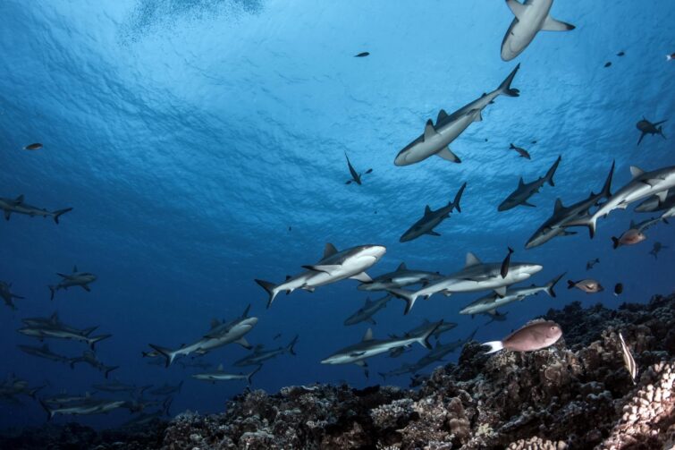 Mur de requins, Fakarava, Polynésie