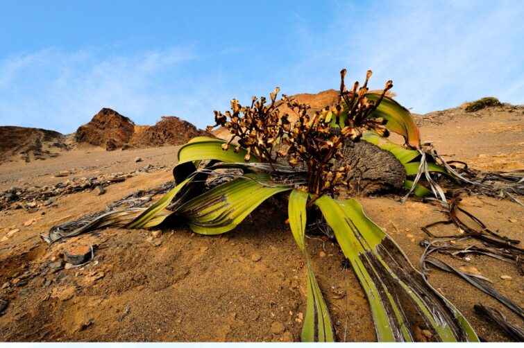 Partir à la recherche de la welwitschia mirabilis, Namibie