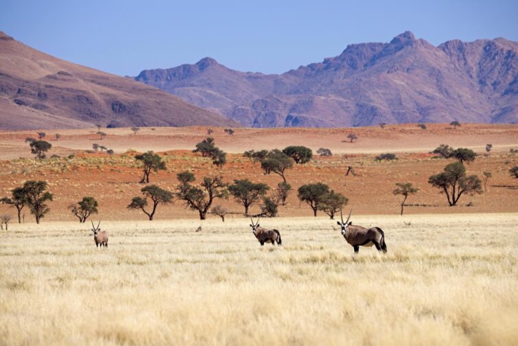 Paysage de la Namibrand Nature Reserve