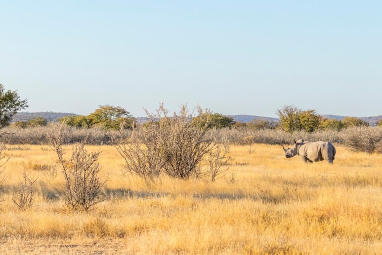 Rhinocéros blanc dans la réserve d'Ongava