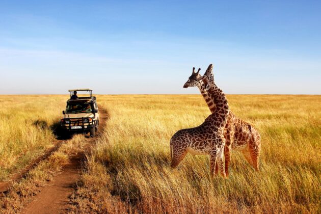 Safari en Tanzanie