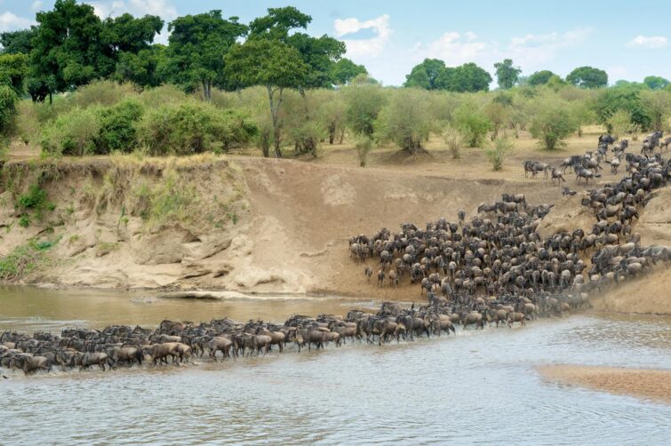 Safari grande migration en Tanzanie