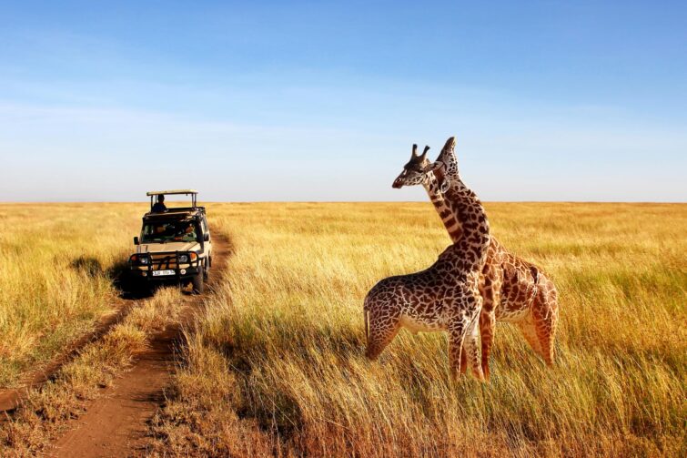 Safari véhiculé en Tanzanie