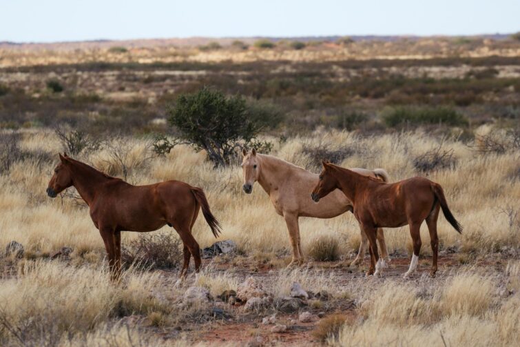 Se balader à cheval dans le désert du Kalahari, Namibie