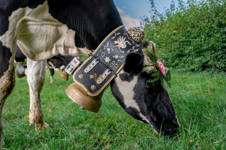 Vache avec une courroie de cloche brodée
