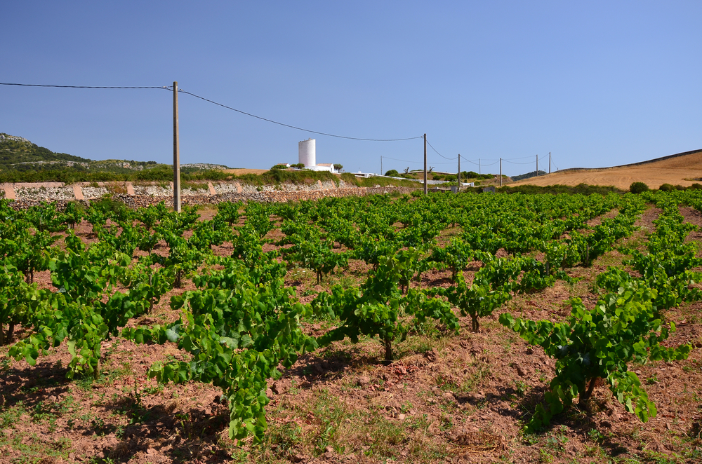 Vine,Yard,In,Rural,Landscape,Of,Menorca,,Balearic,Islands,,Spain