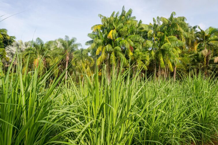 champ de canne à sucre en Martinique