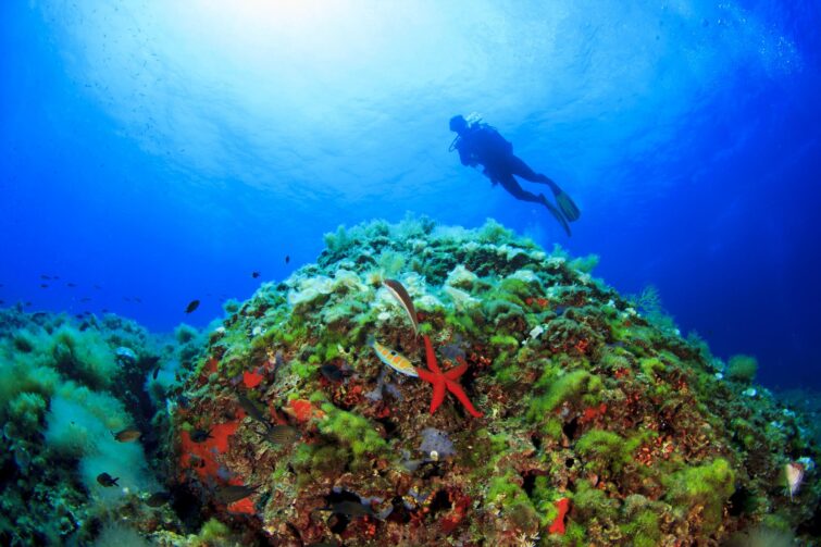 plongée sous-marine dans la Baie de Palma