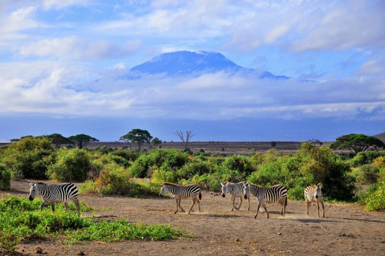 safari Tanzanie