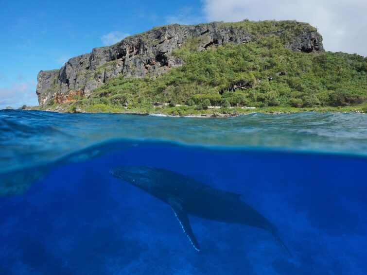 Baleines à bosse, île de Rurutu, archipel des Australes
