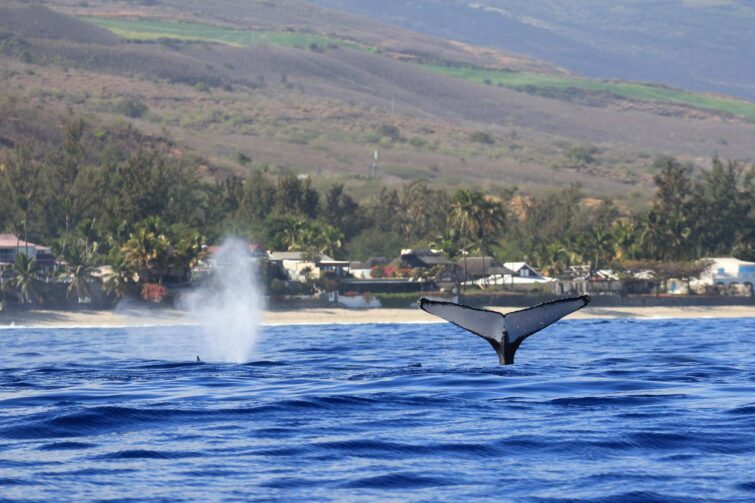 Baleines qui nagent proche de la côte de de la Réunion
