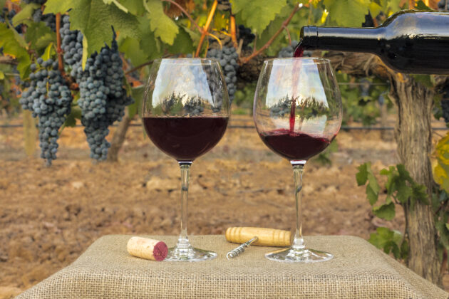 Dégustation de vin du Beaujolais en Auvergne-Rhône-Alpes