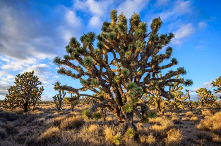 Joshua Trees, Réserve nationale de Mojave