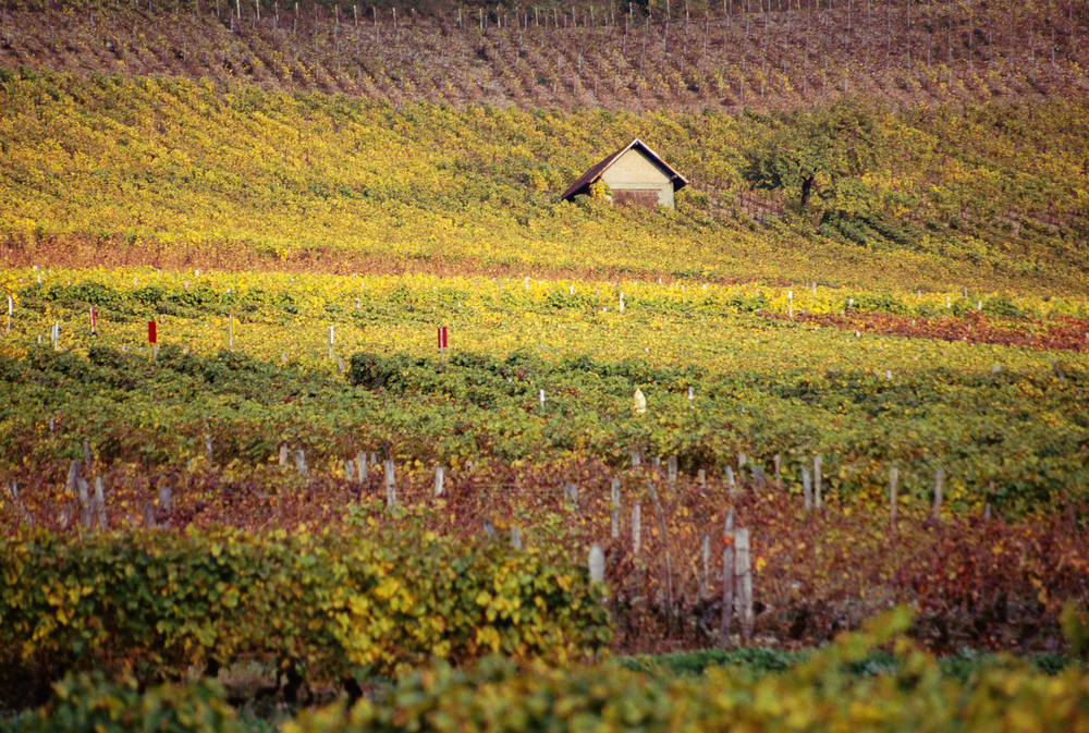 Le vignoble près de Chambéry en Savoie
