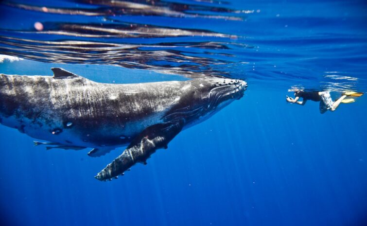 Nager avec les baleines à bosse à Rurutu