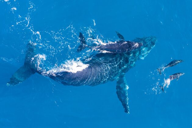 Observer les baleines et dauphins à la Réunion