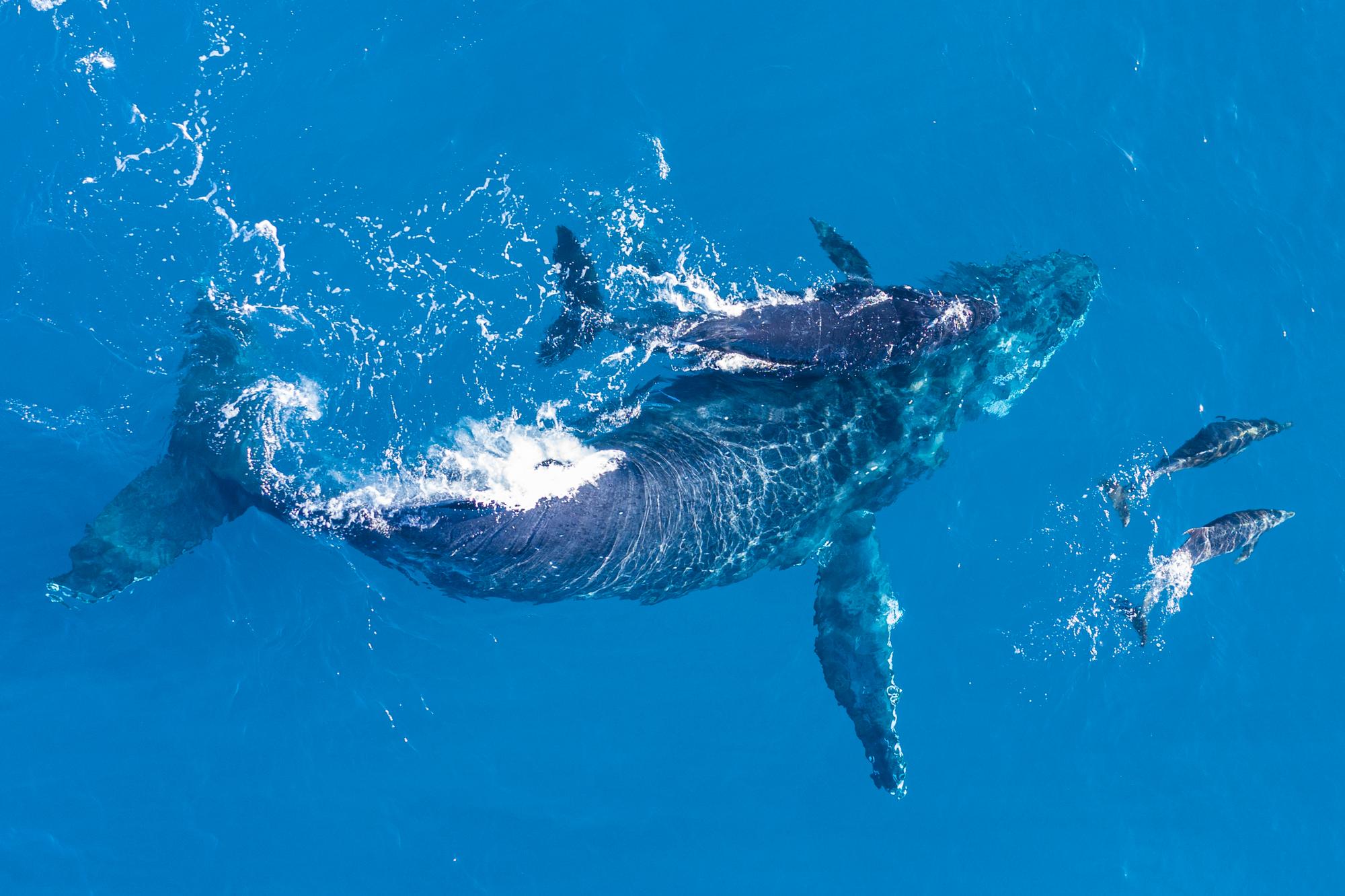 Observer les baleines et dauphins à la Réunion