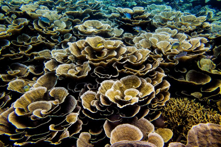 coraux Montipora