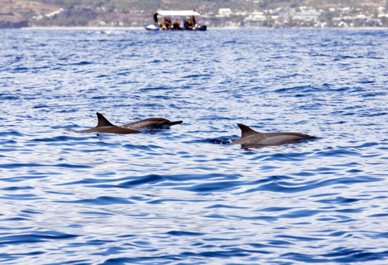 observation dauphins